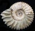 Pavlovia Ammonite Fossil - Siberia #29701-1